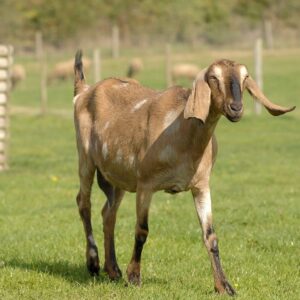 Anglo-Nubian-Goat-4-1-e1494508637750