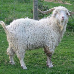 Angora Goat