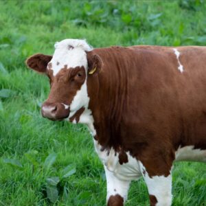 Ayrshire Milk Cows 01