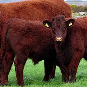 Devon Cattle for Sale 01