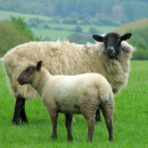 Hampshire Sheep