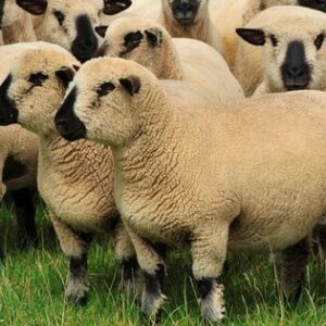Hampshire--sheep-farm-black-sheep