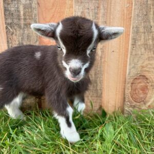 darf goat01.jpg