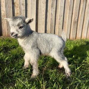 darf goat03.jpg
