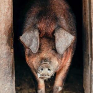 Duroc Jersey Pig Breed