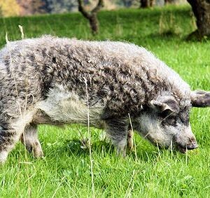 Hungarian Mangalitsa Pig
