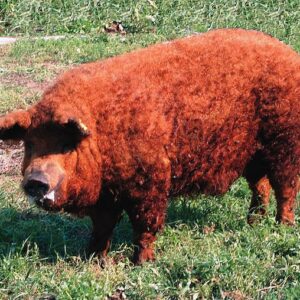 mangalitsa red sheep whooley