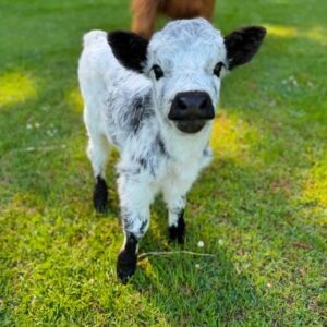 mini highland cattle 00