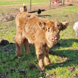 Mini Highland Cattle Breed.