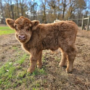 mini highland cattle 05