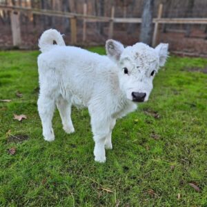 mini highland cattle 06