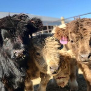 mini highland cows 01
