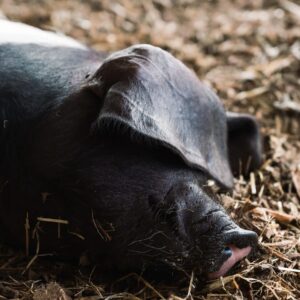 Poland China Pig Breed